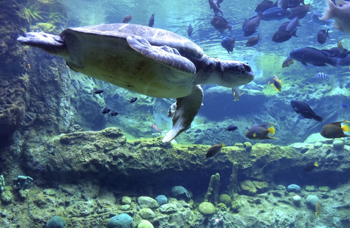 SeaWorld Turtle Trek